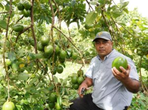 El “oro verde” que emana del suroeste de Nicaragua a los supermercados del país