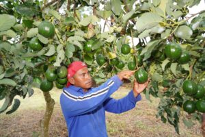 El “oro verde” que emana del suroeste de Nicaragua a los supermercados del país