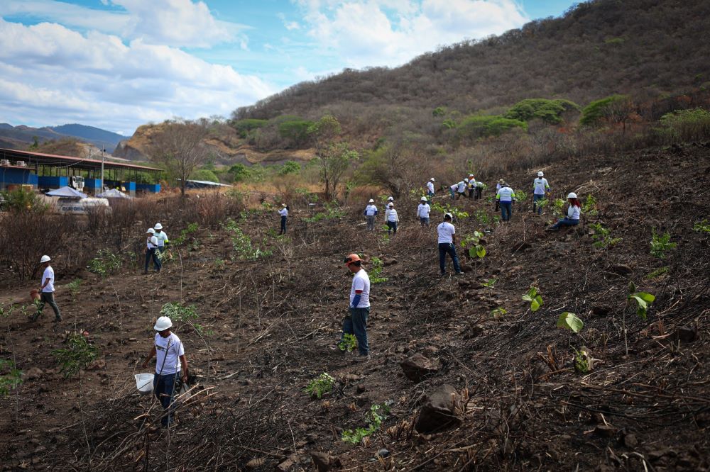 Condor Gold presenta su programa de reforestación 