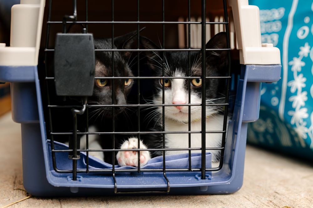 Castración de gatos: 5 mitos explicados por especialistas de Purina Cat Chow